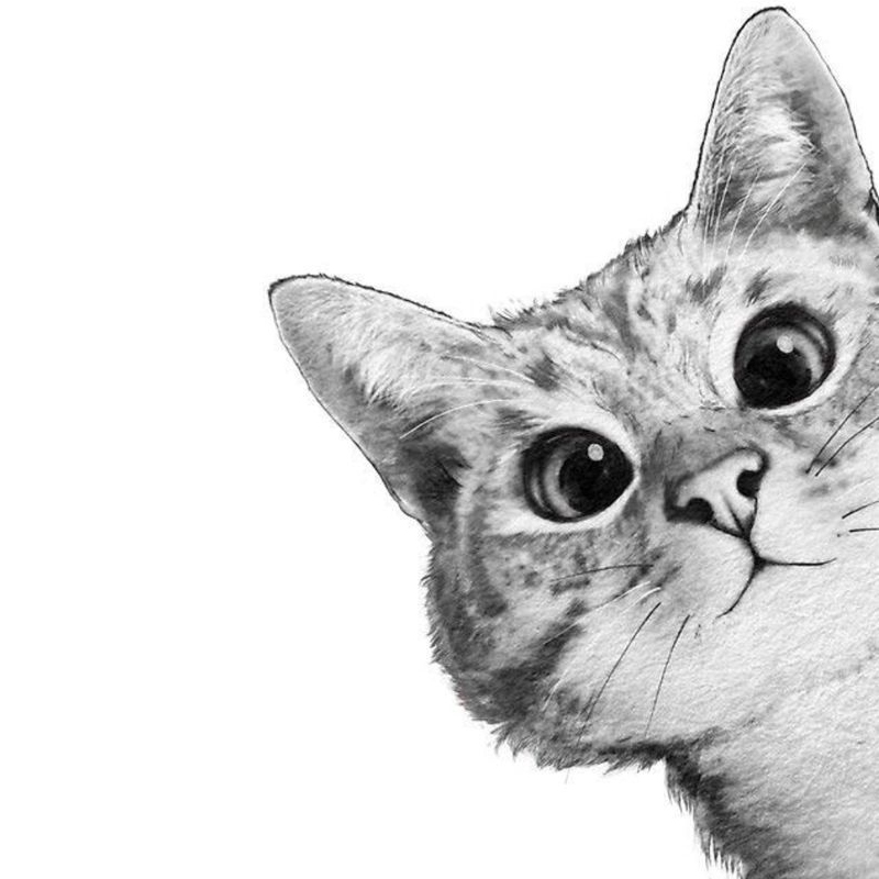 gatos.jpg