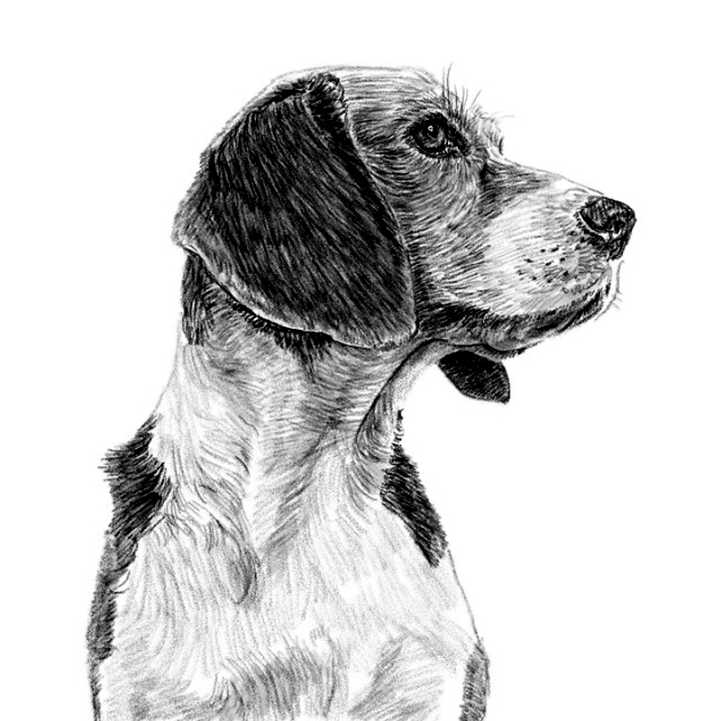 perro.jpg