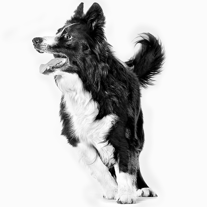 perrocompeticion.jpg